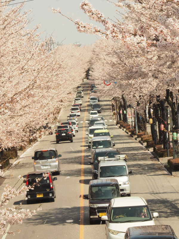 鹿沼市さつき大通りの桜並木が満開の見ごろを迎える サブやんの気ままなphotoライフ