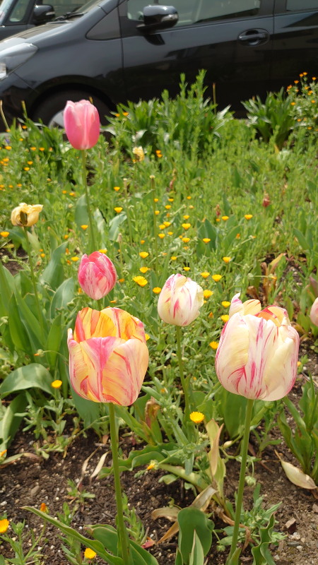 f:id:sabuyan1953:20200504000110j:plain f:id:sabuyan1953:20200504000110j:plain