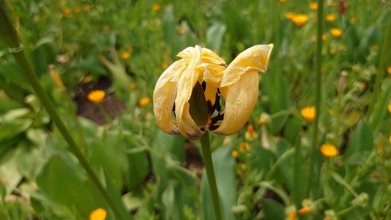 f:id:sabuyan1953:20200504000140j:plain f:id:sabuyan1953:20200504000140j:plain