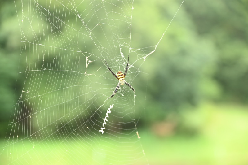 f:id:sabuyan1953:20200920220331j:plain f:id:sabuyan1953:20200920220331j:plain