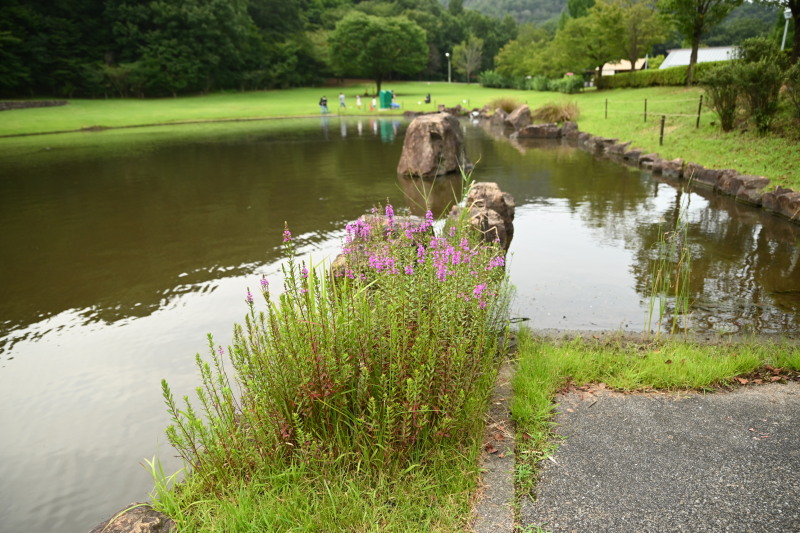 f:id:sabuyan1953:20200923111523j:plain f:id:sabuyan1953:20200923111523j:plain