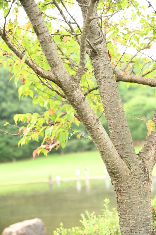 f:id:sabuyan1953:20200923111533j:plain f:id:sabuyan1953:20200923111533j:plain