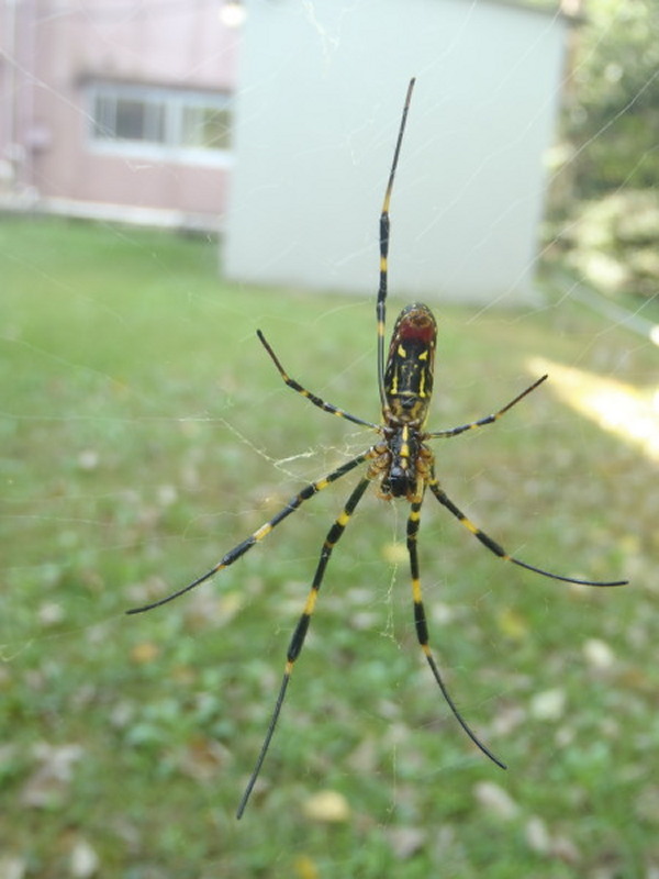 f:id:sabuyan1953:20200923125326j:plain f:id:sabuyan1953:20200923125326j:plain