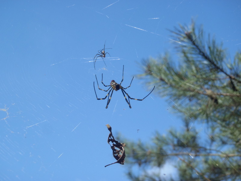 f:id:sabuyan1953:20200923125341j:plain f:id:sabuyan1953:20200923125341j:plain