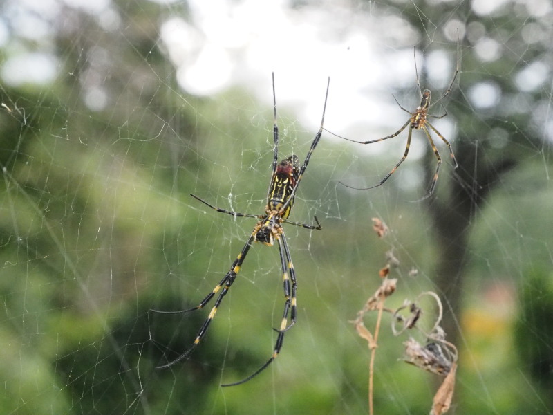 f:id:sabuyan1953:20200923134639j:plain f:id:sabuyan1953:20200923134639j:plain