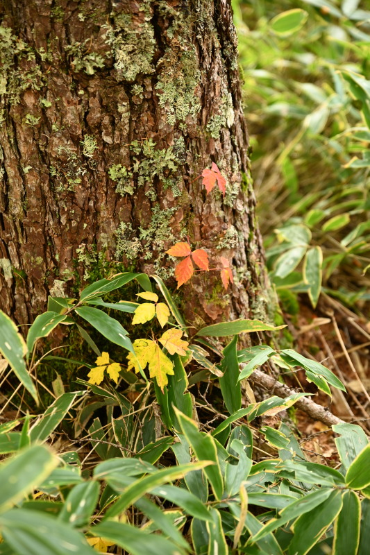 f:id:sabuyan1953:20201021223548j:plain