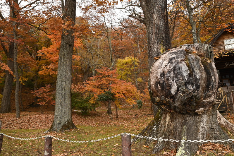 f:id:sabuyan1953:20201121154306j:plain