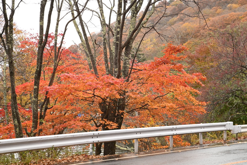 f:id:sabuyan1953:20201121154317j:plain