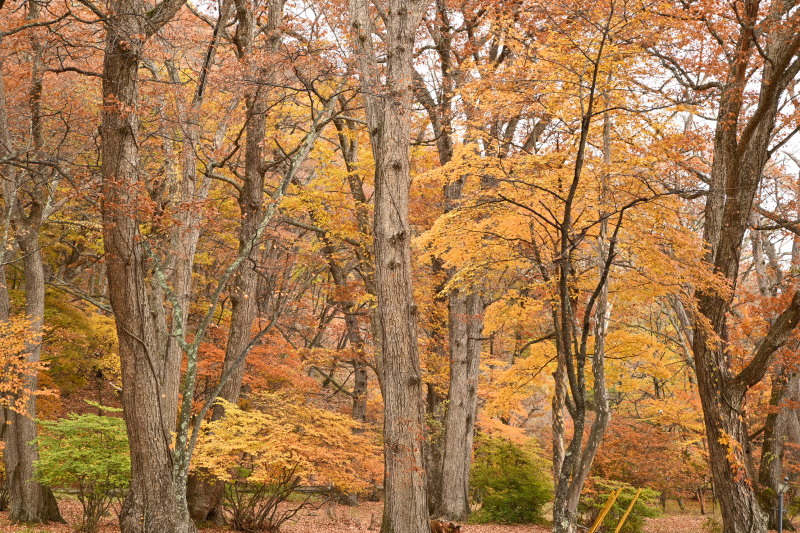 f:id:sabuyan1953:20201121154335j:plain