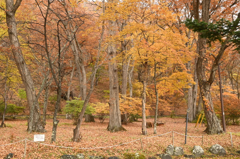 f:id:sabuyan1953:20201121154406j:plain