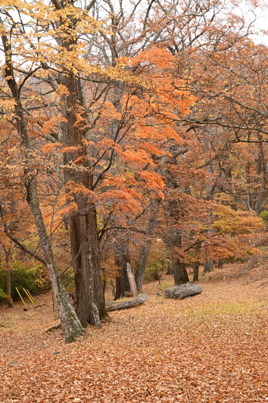 f:id:sabuyan1953:20201121154539j:plain