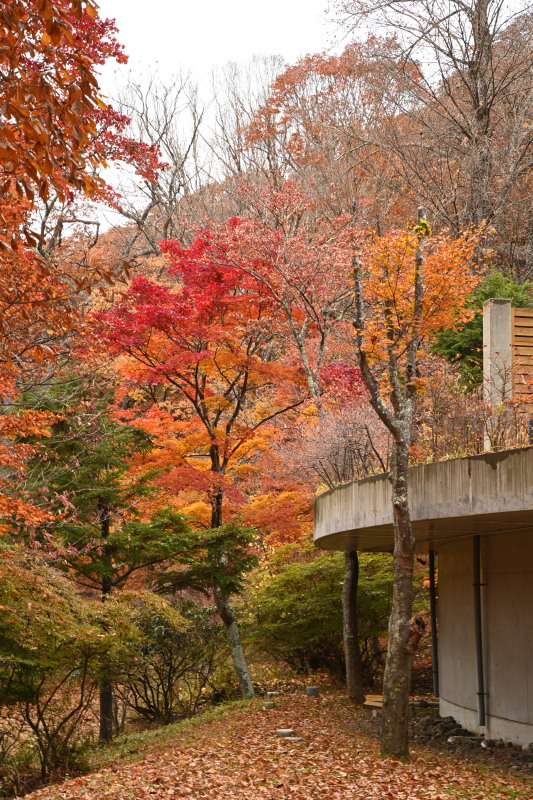 f:id:sabuyan1953:20201121154601j:plain