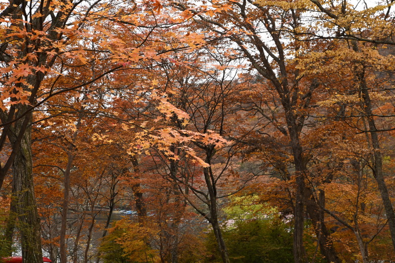 f:id:sabuyan1953:20201121154619j:plain