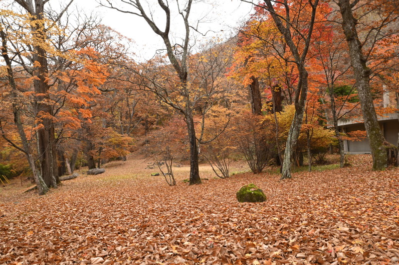 f:id:sabuyan1953:20201121154640j:plain