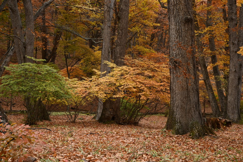 f:id:sabuyan1953:20201121154849j:plain