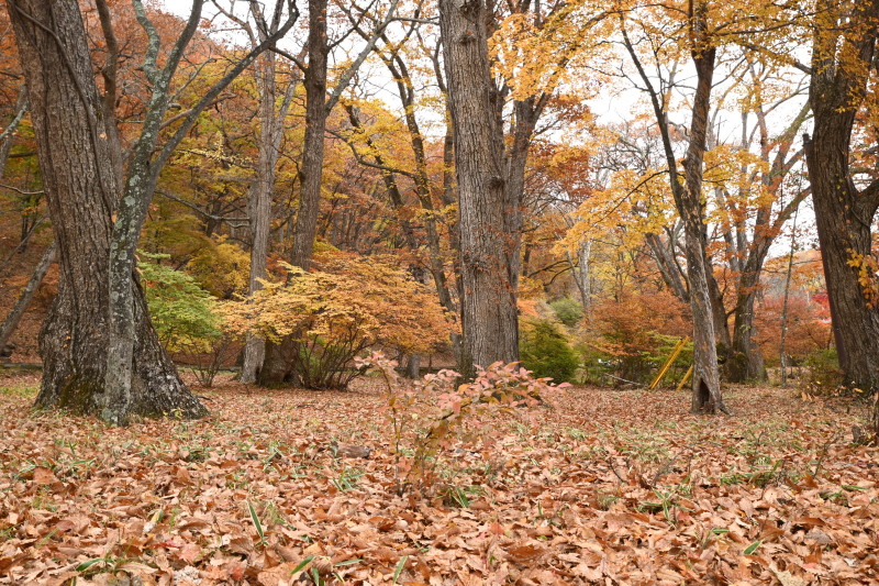 f:id:sabuyan1953:20201121154910j:plain