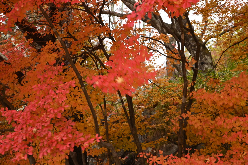 f:id:sabuyan1953:20201121173619j:plain