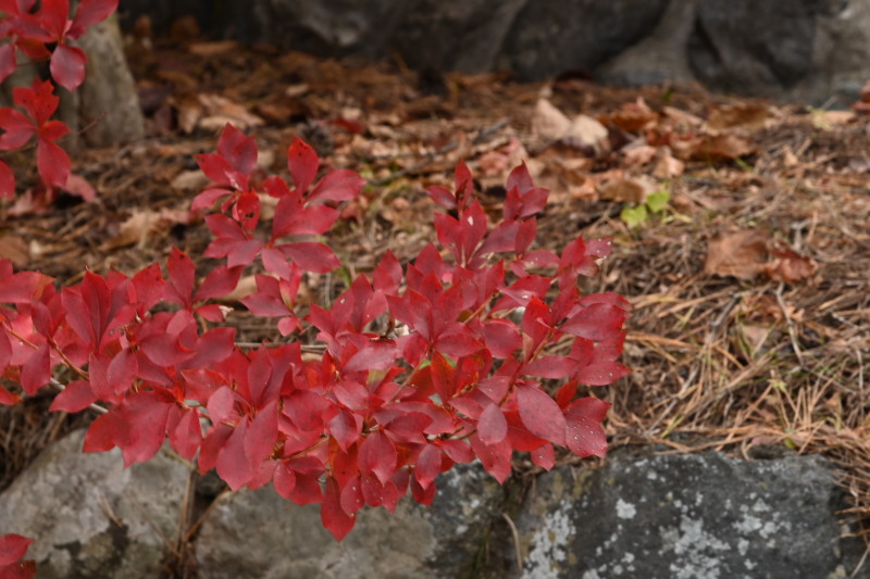 f:id:sabuyan1953:20201121173747j:plain