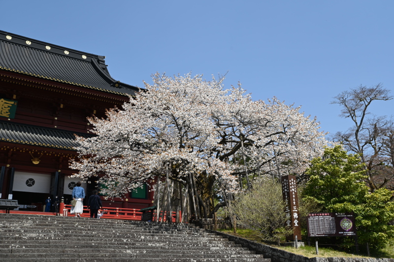 f:id:sabuyan1953:20210420203241j:plain