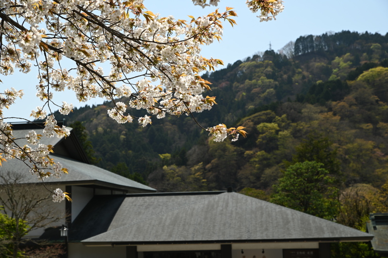 f:id:sabuyan1953:20210420203323j:plain