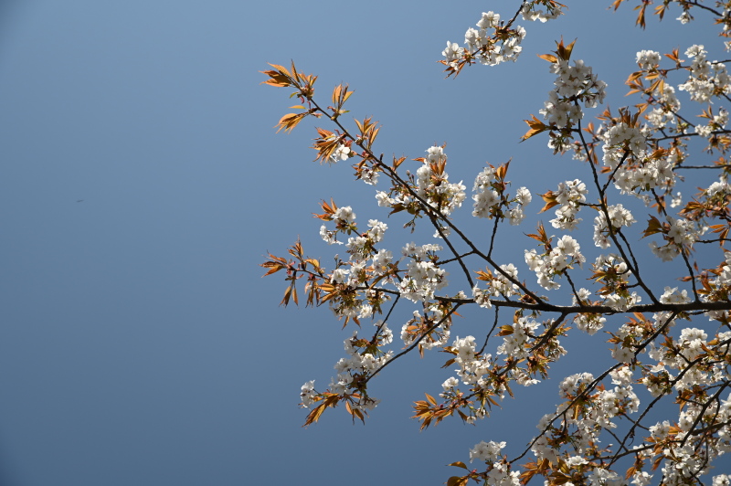 f:id:sabuyan1953:20210420203344j:plain