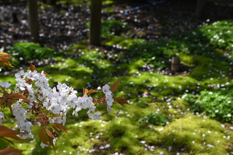 f:id:sabuyan1953:20210420203604j:plain