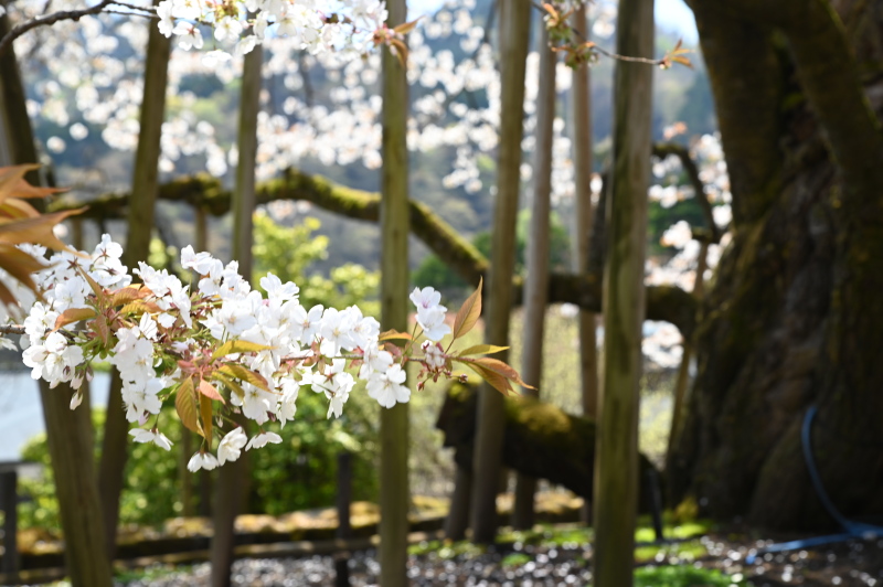 f:id:sabuyan1953:20210420203707j:plain