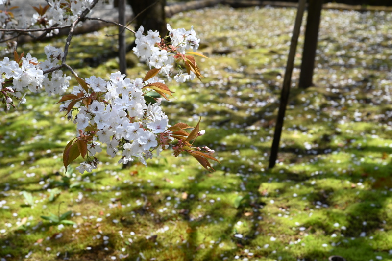 f:id:sabuyan1953:20210420203816j:plain