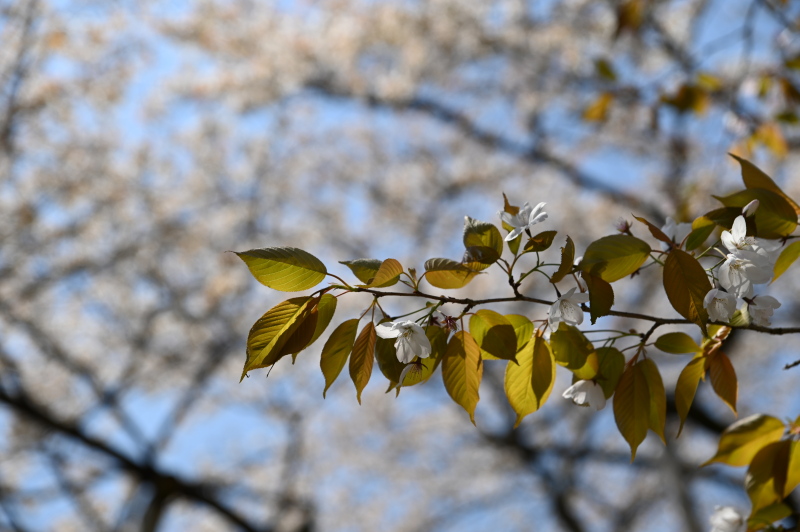 f:id:sabuyan1953:20210420203914j:plain