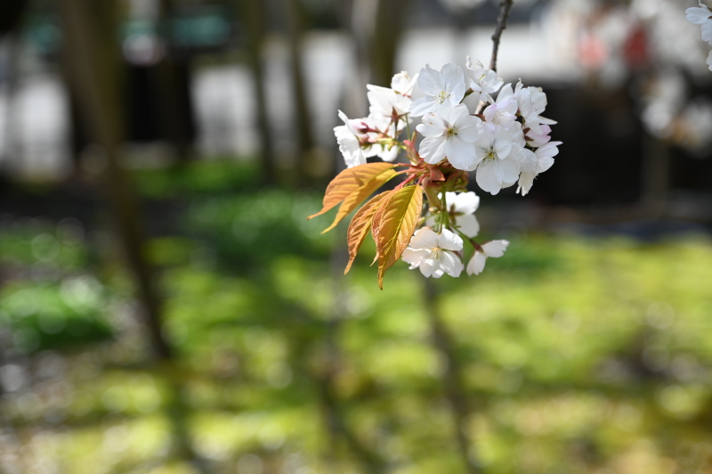 f:id:sabuyan1953:20210420203959j:plain