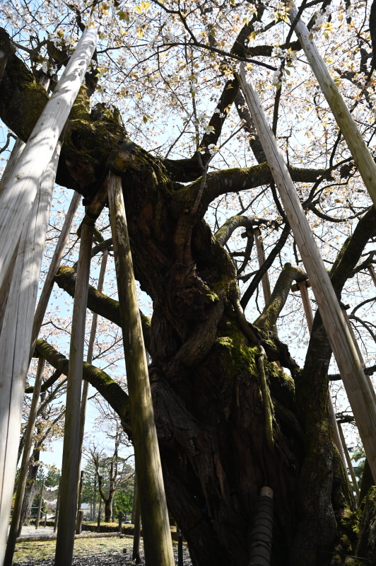 f:id:sabuyan1953:20210420204021j:plain