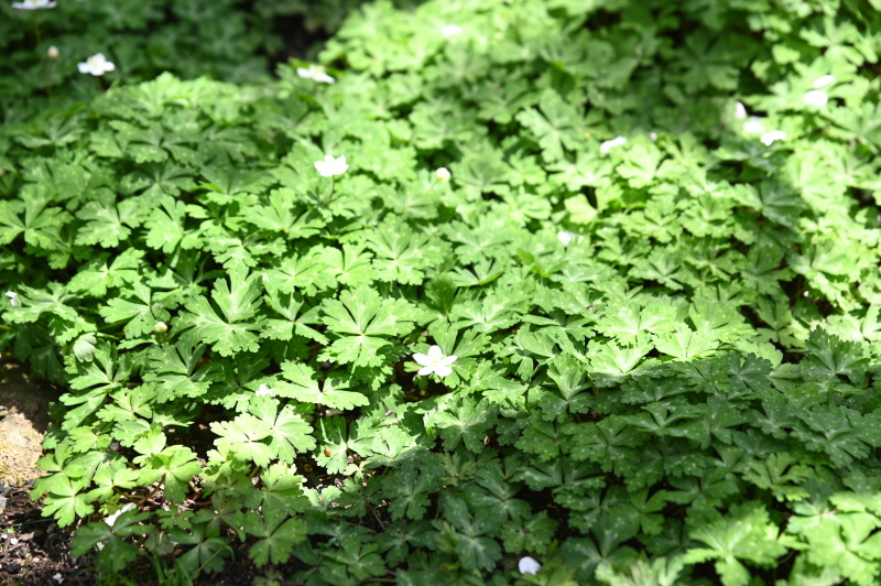 f:id:sabuyan1953:20210420204101j:plain