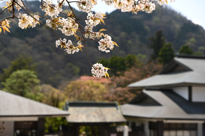 f:id:sabuyan1953:20210420204206j:plain