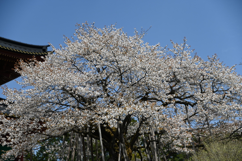 f:id:sabuyan1953:20210420204430j:plain