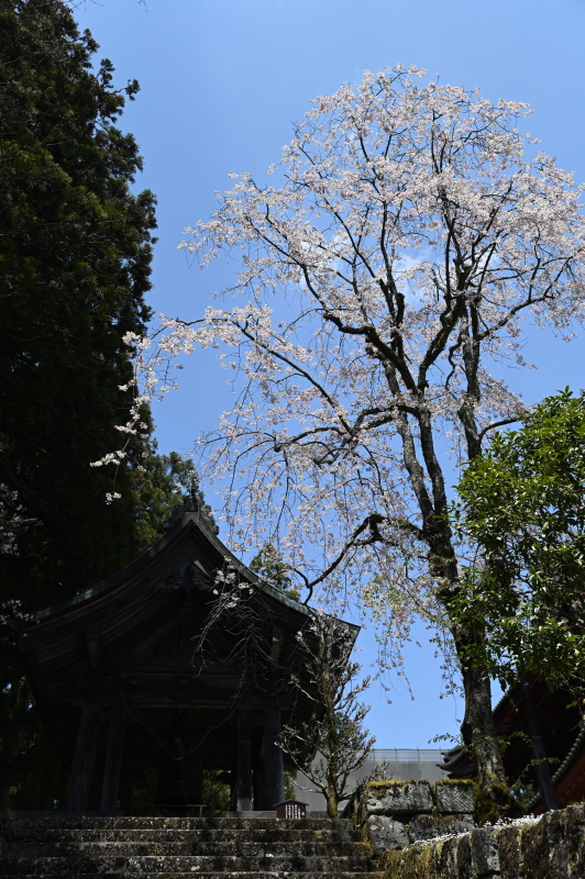 f:id:sabuyan1953:20210420204749j:plain