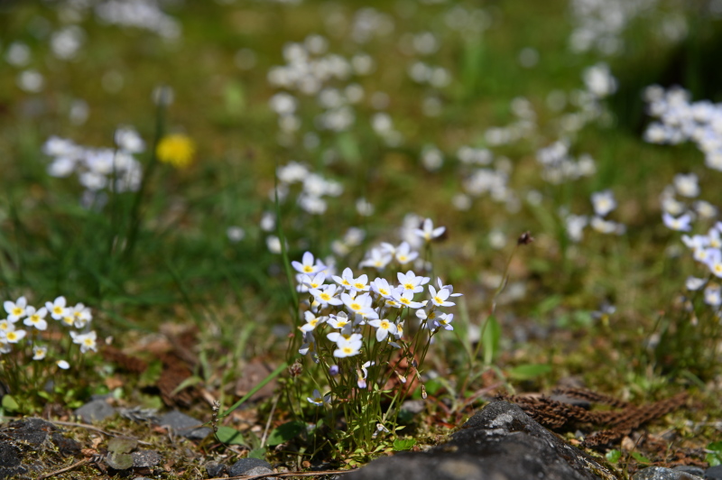 f:id:sabuyan1953:20210420204909j:plain