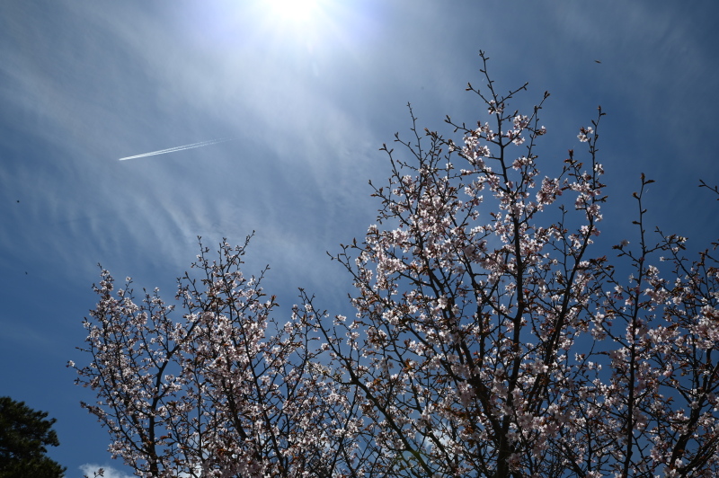 f:id:sabuyan1953:20210507223836j:plain