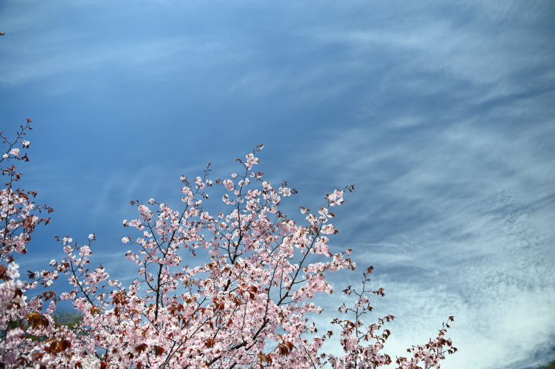 f:id:sabuyan1953:20210507223855j:plain