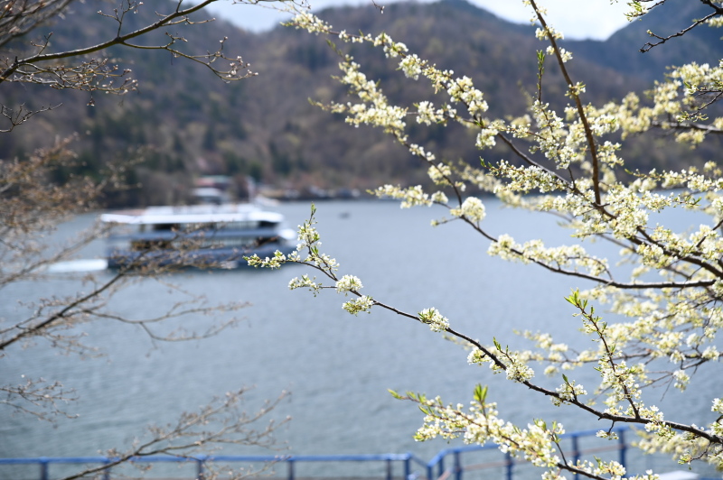 f:id:sabuyan1953:20210508201328j:plain