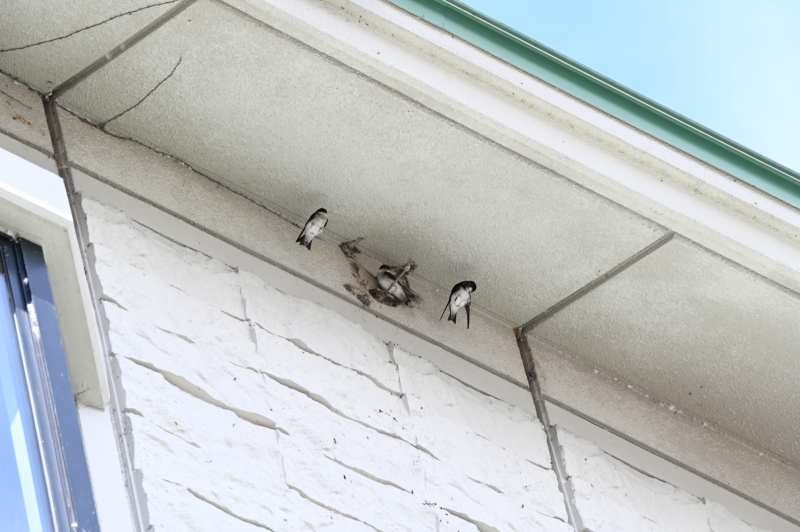 f:id:sabuyan1953:20210508202030j:plain