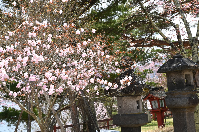 f:id:sabuyan1953:20210508202411j:plain