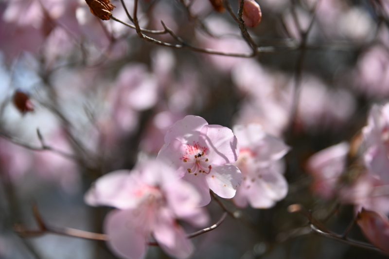 f:id:sabuyan1953:20210508204200j:plain