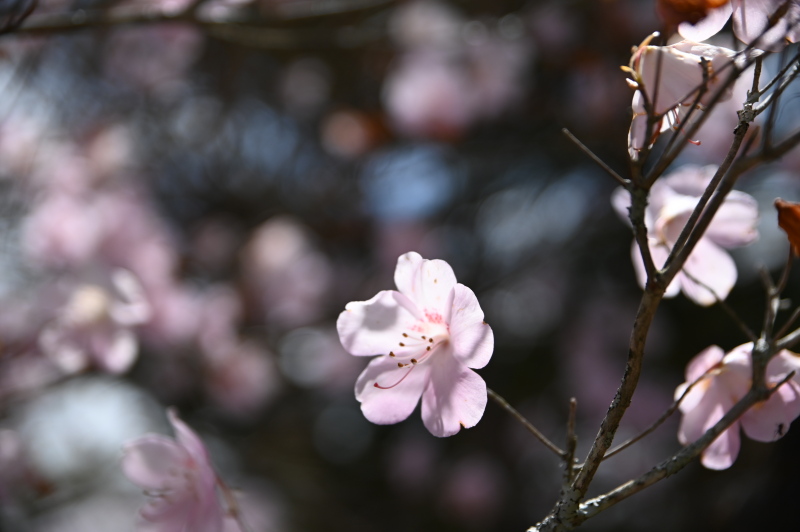 f:id:sabuyan1953:20210508204232j:plain