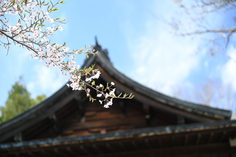 f:id:sabuyan1953:20210508204559j:plain