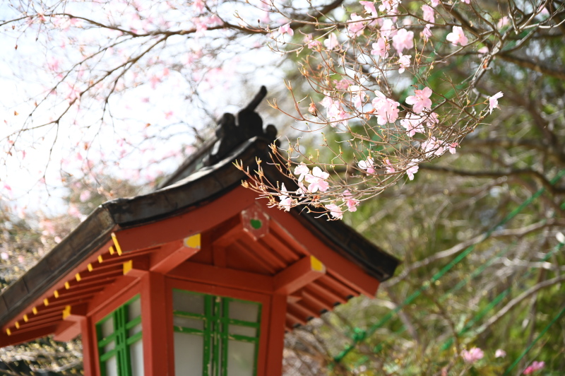 f:id:sabuyan1953:20210508205935j:plain