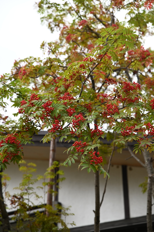 f:id:sabuyan1953:20210917202848j:plain