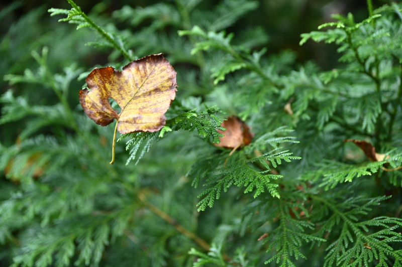 f:id:sabuyan1953:20210917210224j:plain