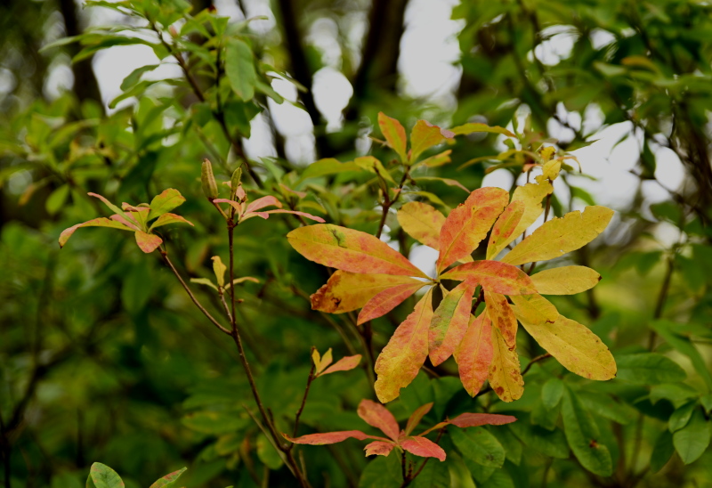 f:id:sabuyan1953:20210917210243j:plain