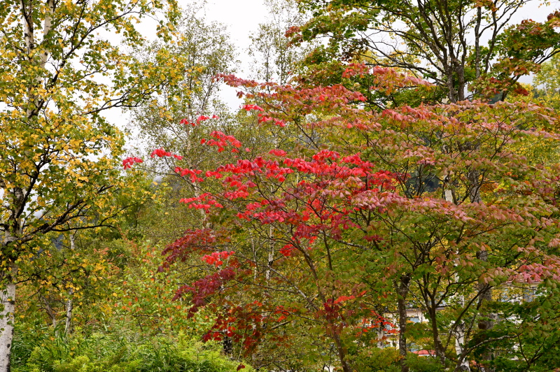 f:id:sabuyan1953:20210917210334j:plain