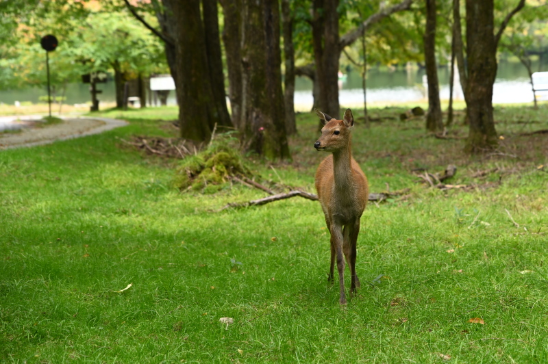 f:id:sabuyan1953:20210917210503j:plain